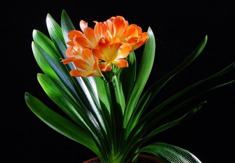 秋冬养君子兰，4件事做错了，养多久都不开花，新手别大意