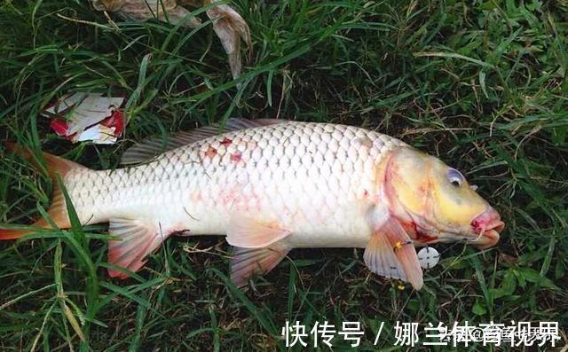 正面|长江禁渔不等于禁钓!钓具“正面清单”待出炉,休闲垂钓应受保护