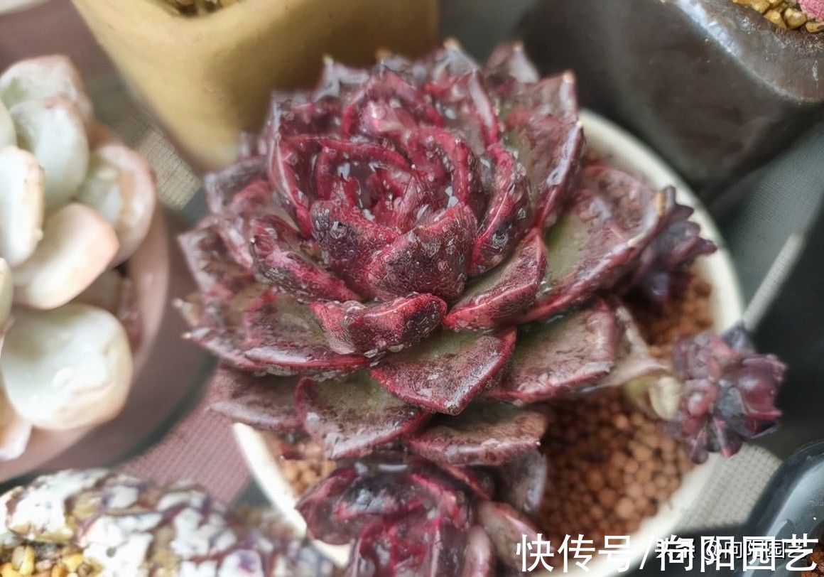 多肉不好养，买回家就养死了，要么就徒长，教你正确养护技巧