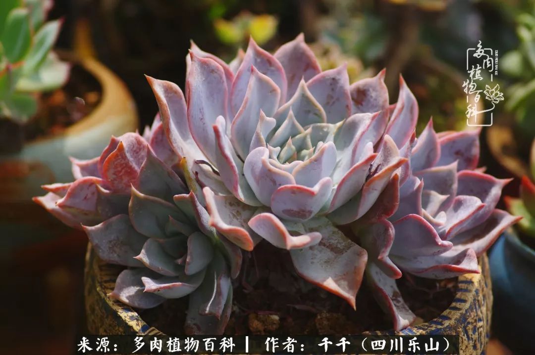 夏天日晒雨淋，秋老虎来势汹汹，你的多肉准备好逆袭了吗