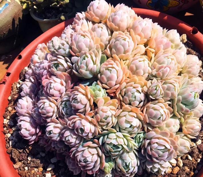 多肉植物缓苗很简单，选择合适湿度的土壤，利于多肉发根