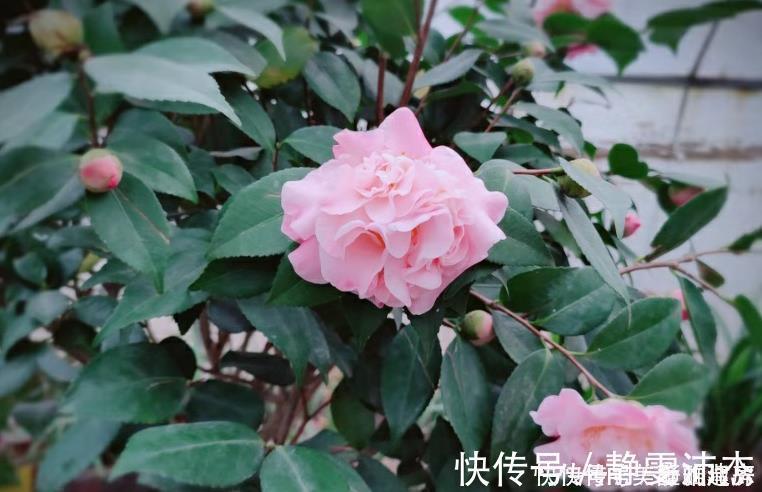 酸性|家中常见的6种花是“醋罐子”,多浇点酸水,叶子才能绿得发亮