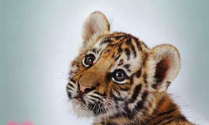  有何|古代人说“虎生三子，必有一彪”。那么彪是什么？跟普通小老虎有何不同？