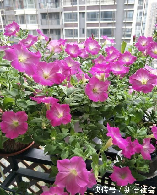 养花总是死？盆底埋点“小东西”，疏松透气不烂根，养啥旺啥