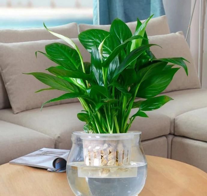 家里的土培盆栽轻松转水培,避免黄叶烂根有技巧,技巧全告诉你