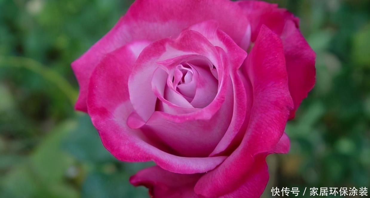 20款紫色月季品种。浓香、抗病非常好养,天然紫色唯美盛开