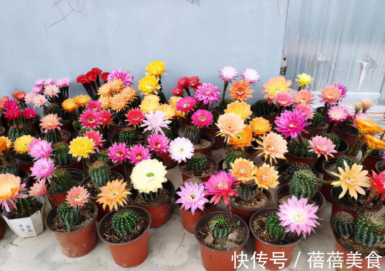 19种常见花“耐寒能力”一览表,天冷要不要“入室”,看看就知道