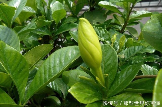 若不差这点钱,家里应养上5种花,清香静心,提升新年幸福感