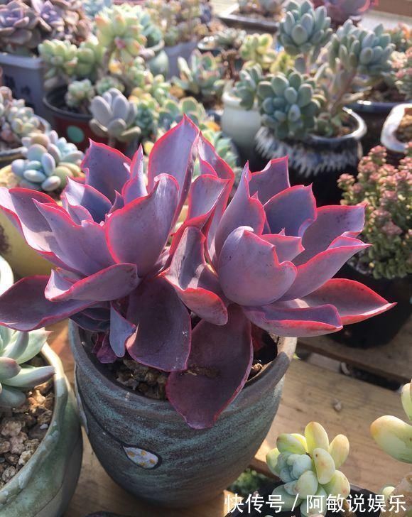 下雨天|新手养多肉,从学会浇水开始,常见的两个问题,要学以致用