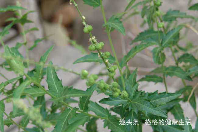 透骨草|十个人九个腰痛，用此草泡水喝，活血化瘀，腰不痛了，早喝早好