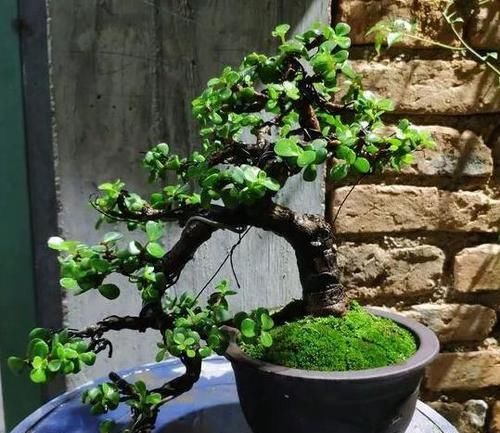 想将金枝玉叶养成身价高、颜值高盆景？3个技巧，凹出美丽造型