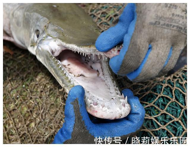 万峰湖:有人将钓起来的翘嘴鱼放在水里,转眼被吃得只剩个鱼头