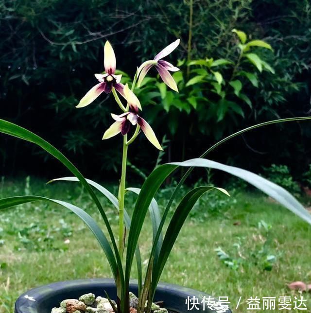 养兰花,注意这2点,兰花不烂根,不易腐,叶绿又亮,花朵呼呼开