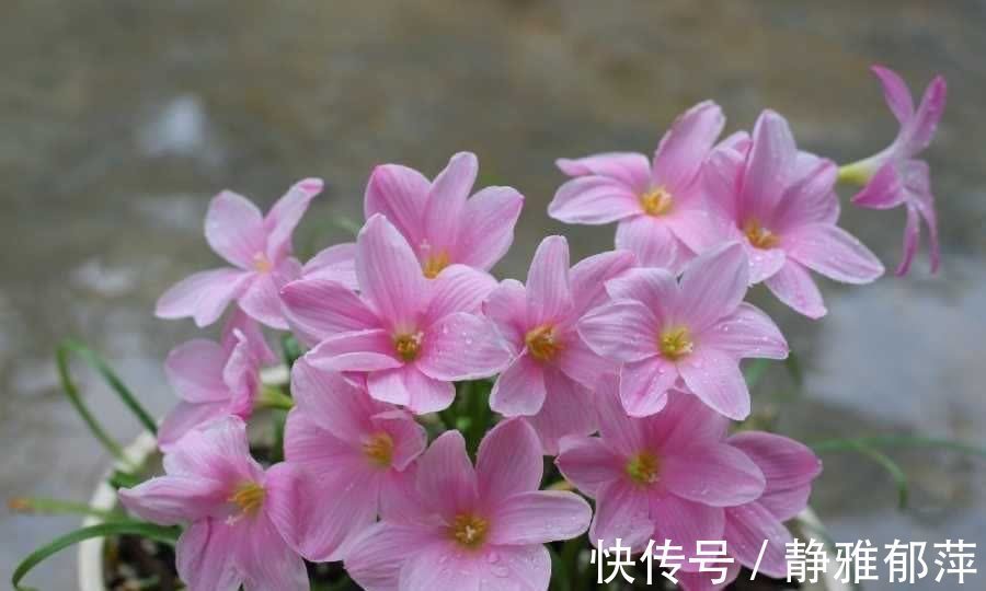 松叶牡丹|集美貌与好养于一身的“3种花”,不怕高温暴晒,三天两头开花