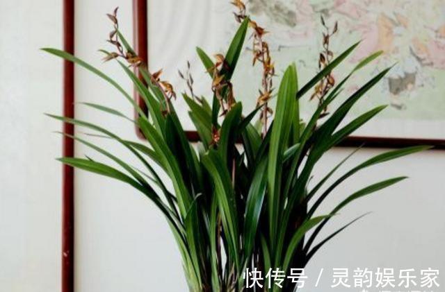 沥水性|墨兰不开花找出“罪魁祸首”,3招就解决,年年乱窜花箭