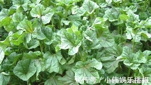 消炎|一种绿色蔬菜吃了上千年,也可以消炎止疼,现如今却沦为“野菜“