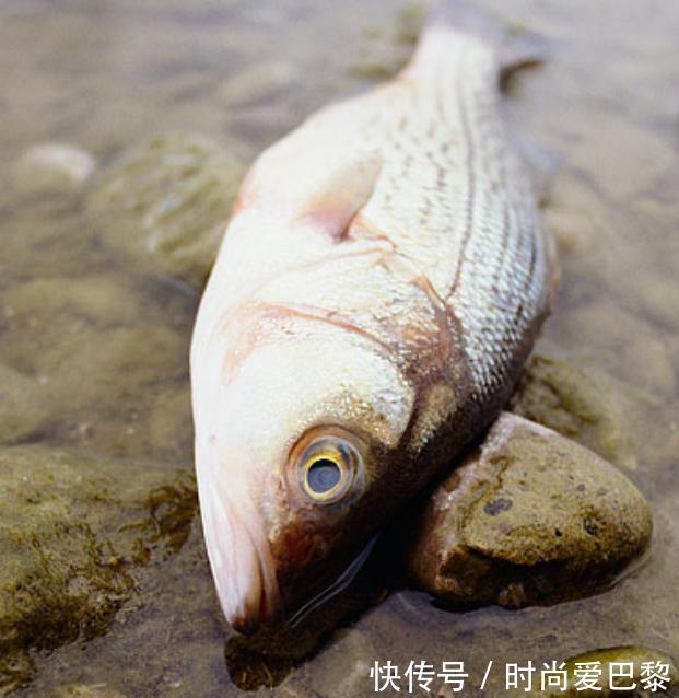 石油|这4种鱼尽量少吃,或含有甲醛和重金属,不妨来了解一下