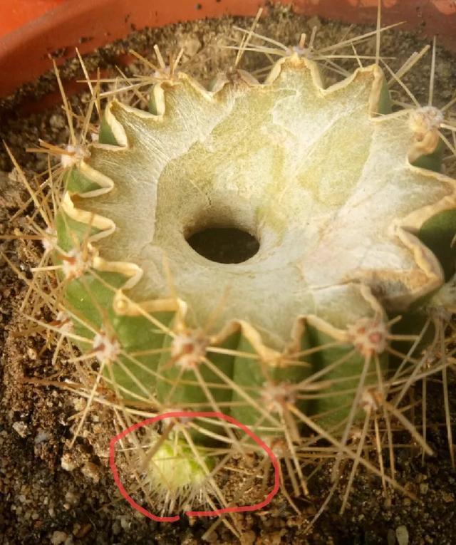 雨水|10种不能淋雨的花，淋完雨就死，盆栽养花注意事项
