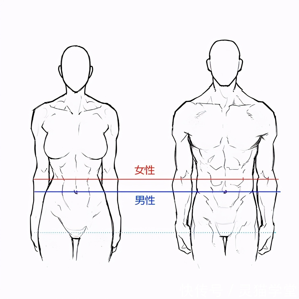 怎么画肌肉发达的女人?教你肌肉发达女性的画法教程!