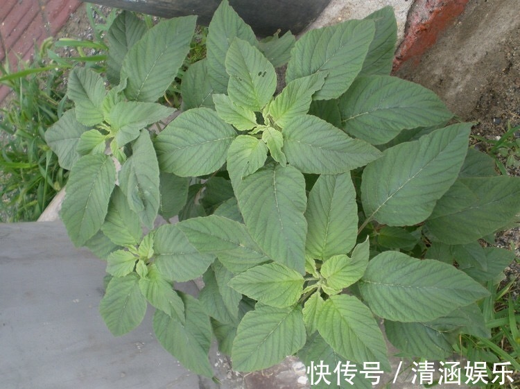 苋菜|女性不想妇科缠身,此物泡水喝,坚持半月,排毒祛瘀,子宫更干净