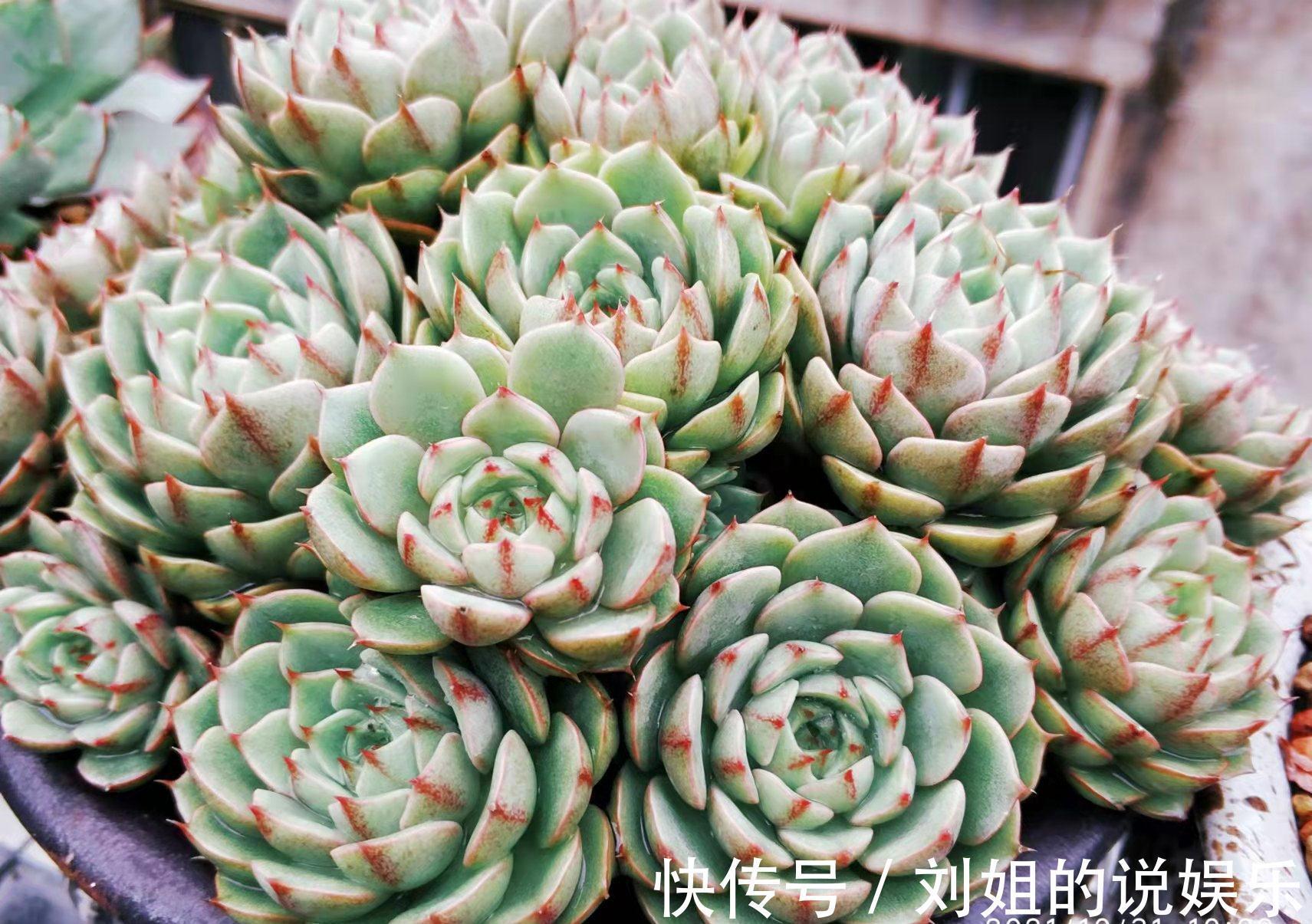 喜欢多肉爆盆的肉友有福了,去入手这8款多肉,个个都是爆头狂魔