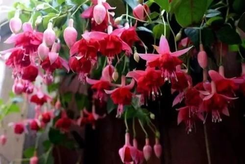 别养绿萝吊兰了,3种花剪根枝,插水里能活,开花一大片!