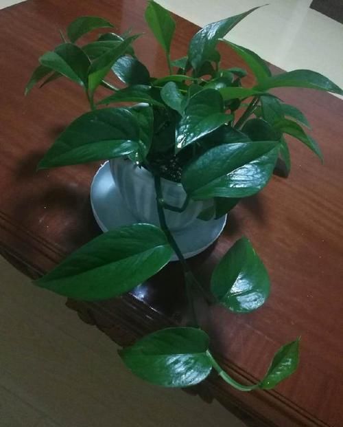  叶片|养绿萝不爆盆，用几粒这个，绿叶子挤满盆，大如手掌，蹭蹭长