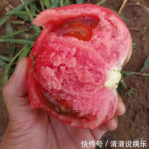 激素|买西红柿时，怎样辨别有没有打激素菜农牢记3点，一挑一个准