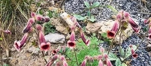 地黄|农村一野草,人称“蜜罐”,根价值不输人参,长在路边少人识