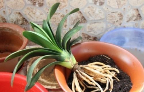 养花的时|什么淘米水、黄豆水,都不如1勺粉末,用来养花,花开爆盆