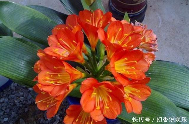 想要养好君子兰,这五个方法不要做容易烂根,新手朋友要注意