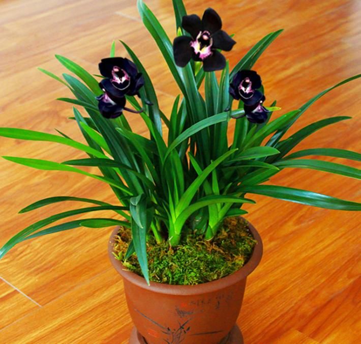 浓郁|非常妖艳的墨兰,香气浓郁,花色罕见,非常适合兰友入手雅赏