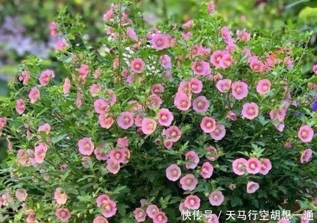 最受欢迎的4种花,一年四季成花海,家里天天有花赏