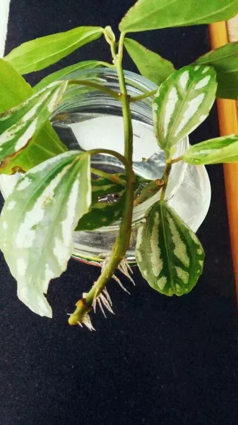 塑料瓶里装点水,能插20种花,生根不用愁,新手一学就会!