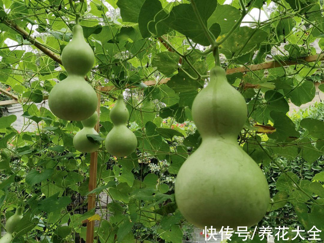 50种花春天播种,长满小院子,能开一整年