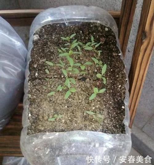 别再嫌弃油桶没用了,处理一番栽花种菜做支架,让城里人长见识