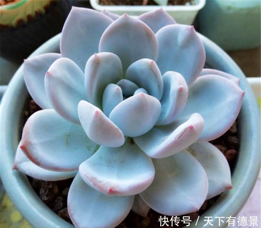 根系|多肉需要修剪哪些部分？修剪方法有什么区别？掌握4点，矮胖爆头