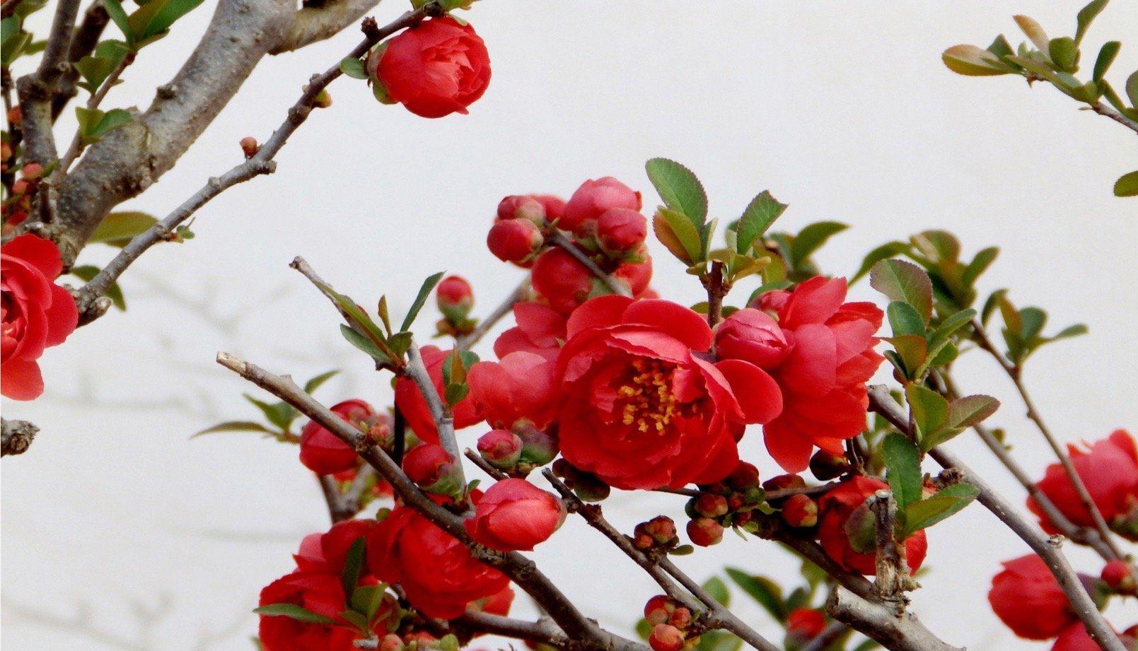 叶子|3种耐寒花卉,零度也可以放室外养,叶色翠绿花朵美艳