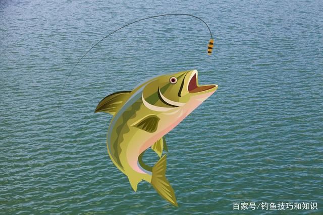 钓生口鲤鱼用哪种味型的窝料诱鱼效果好?钓生口鲤鱼的窝料味型