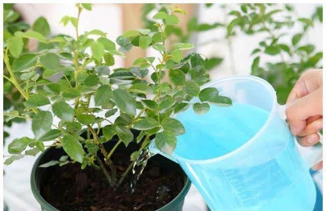 发现冬天养花有5种水不能浇,浇之后,那叫一个“惨”,都看看吧