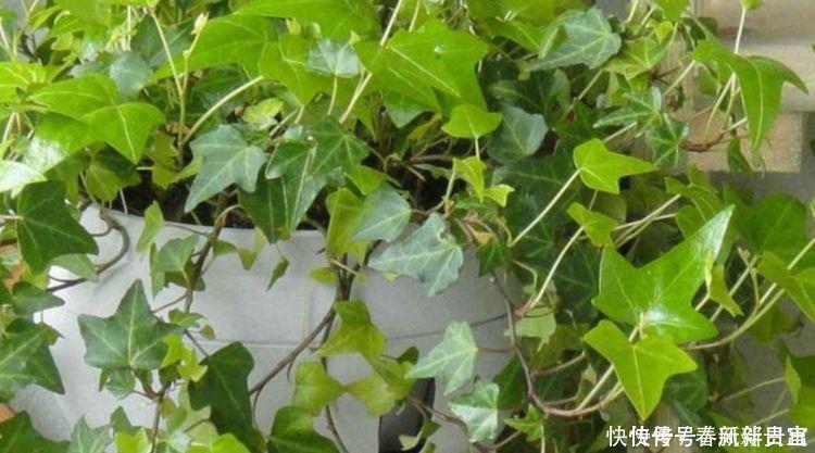 此款花卉，好养易爆盆，花叶俱美，养盆放阳台美极了