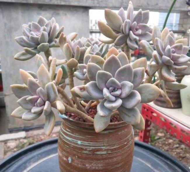 夏天|6种多肉养活容易养死难,夏天晒太阳淋淋雨,轻松养成小老桩