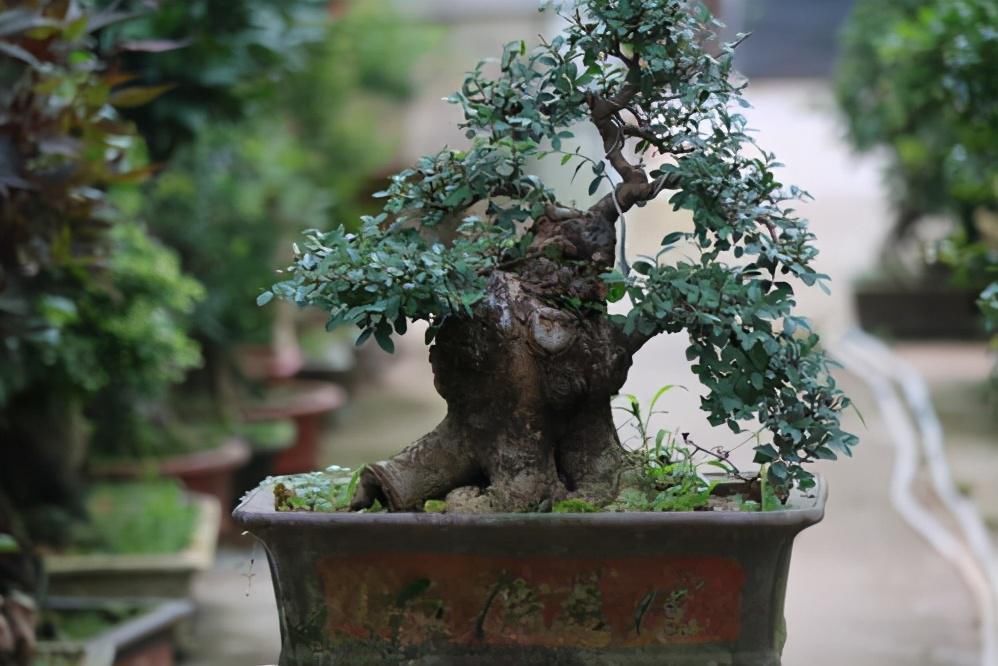 小花|4种农村常见的树墩子,修剪一番变成高价值盆景,观赏性极高