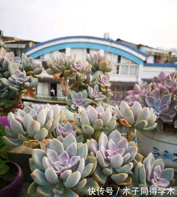 多肉植物|养好多肉分几步?2步就够,不要去模仿别人,技术是自己的