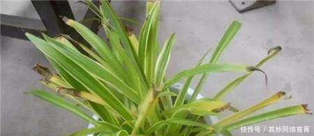  万万不能|吊兰、君子兰，万万不能用“它”养，否则第2天就黄叶、死掉