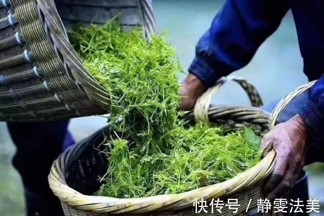 是真的吗|喝茶软化血管?大错特错,真正对血管有好处2件事