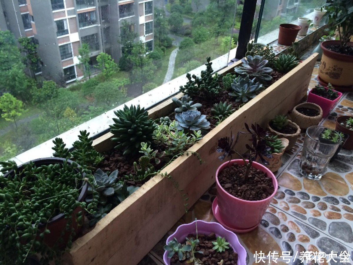 浇水|植物雨季没处躲，勤排水多打理，从此不怕下雨天