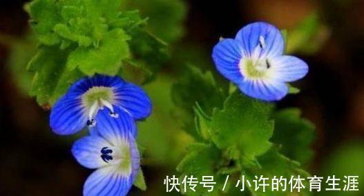 农历10月初1霜降后，养什么花？以下3种花，七星报喜八节安康