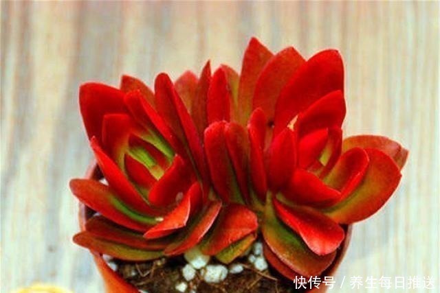 多肉|养多肉火祭,核心就是1个“懒”字,在这3点懒一些,火红喜庆!
