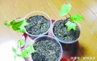 养花|养花爱好者看过来这15种花现在“扦插”,生根快,一个周就长芽
